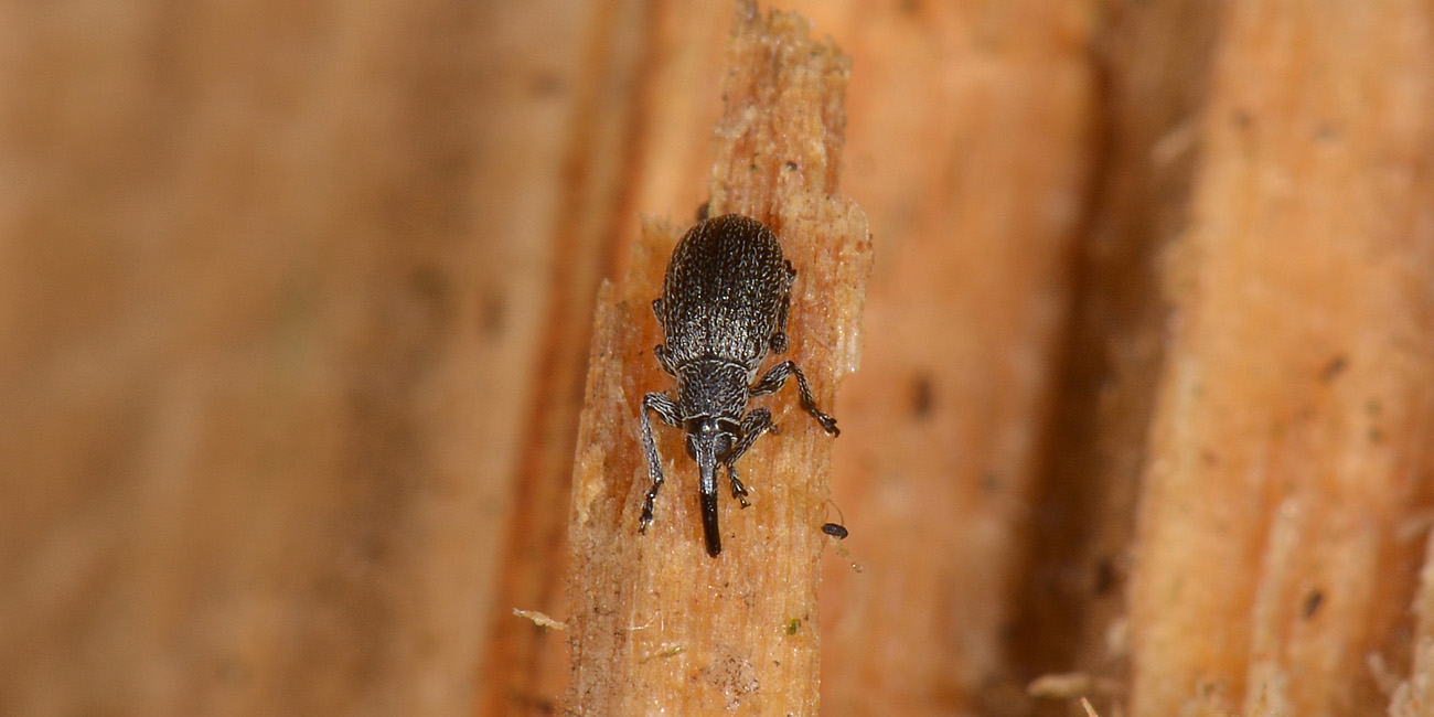 Apionidae:  Betulapion simile, femmina